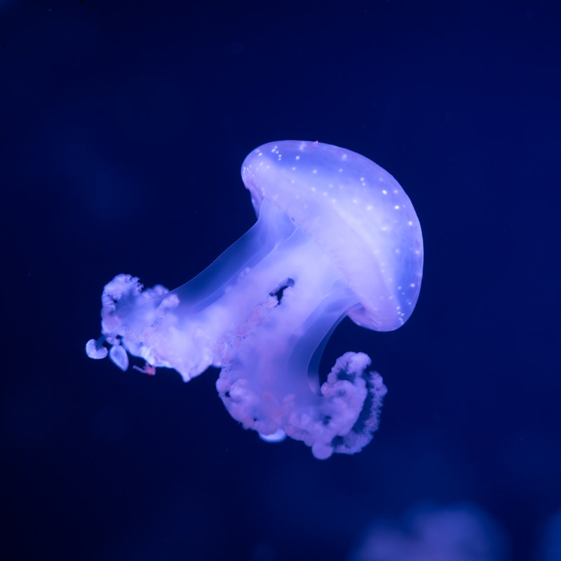 Visite Aquarium de Paris famille
